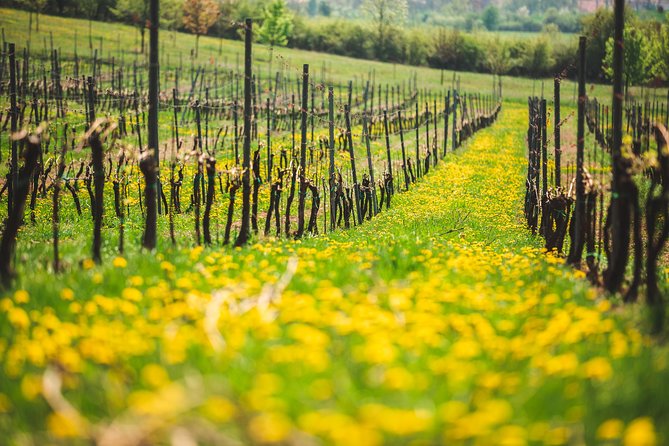 A delightful wine tasting in the scenic countryside with lunch - Lunch at a Local Restaurant: Czech Comfort Food and Wine-Friendly Timing