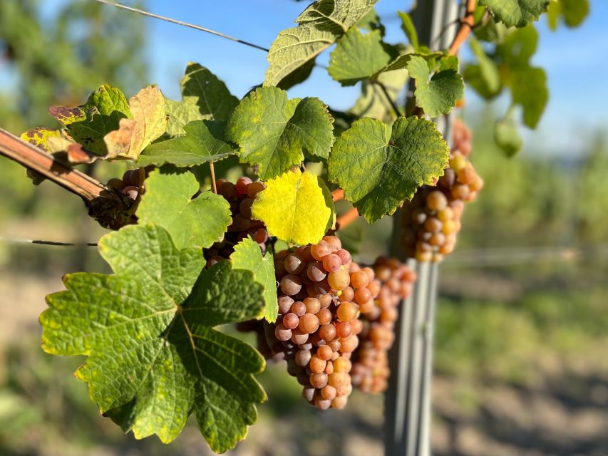 Czech Vineyards and Wine Tasting 4WD Tour with Lunch - Key takeaways