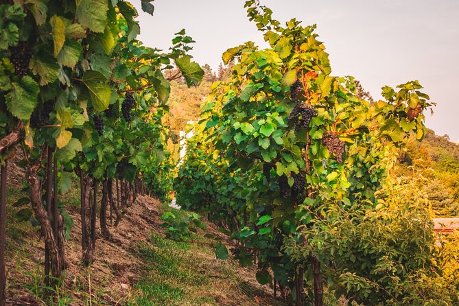 Full Day Private Tour to Kutná Hora with Wine Tasting - Why Kutná Hora Works So Well as a Prague Day Trip