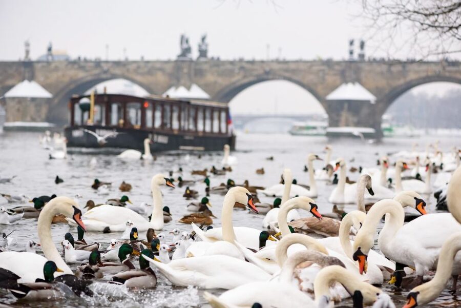 Prague: 1.5-Hour River Boat Cruise and Guided Tour - Meeting at Mostecká 4, then the walk that sets you up for the cruise