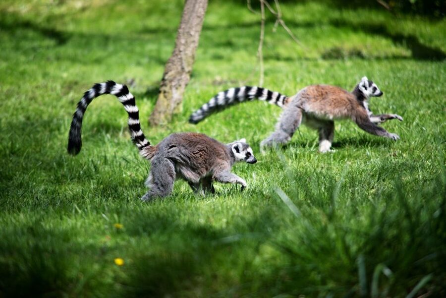 Prague: Boat Ride to the Zoo and Admission Ticket - Key highlights you will actually care about