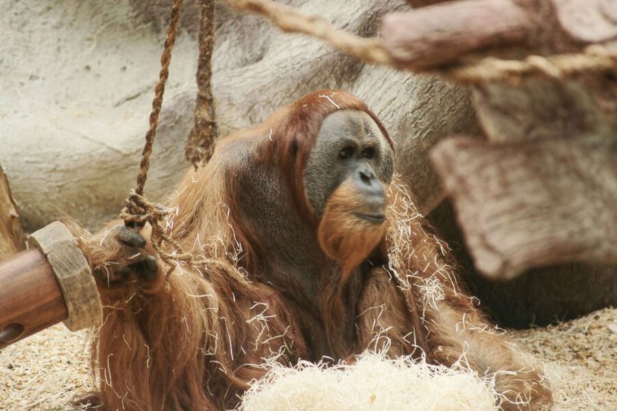 Prague: Boat Ride to the Zoo and Admission Ticket - Using your 7 hours smartly at a big, hilly zoo