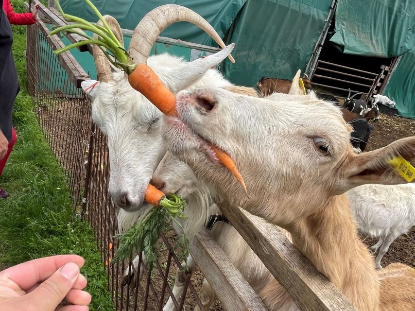 Prague: Bohemian Uplands Garnet Panning&Animal Farm 4WD Tour - 4WD hotel pickup, max 6 pacing, and how the day actually feels