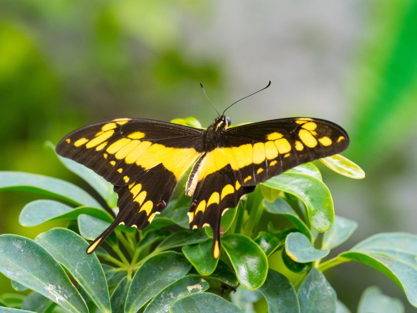 Prague: Papilonia Butterfly House - Who should book Papilonia, and who might want to skip it