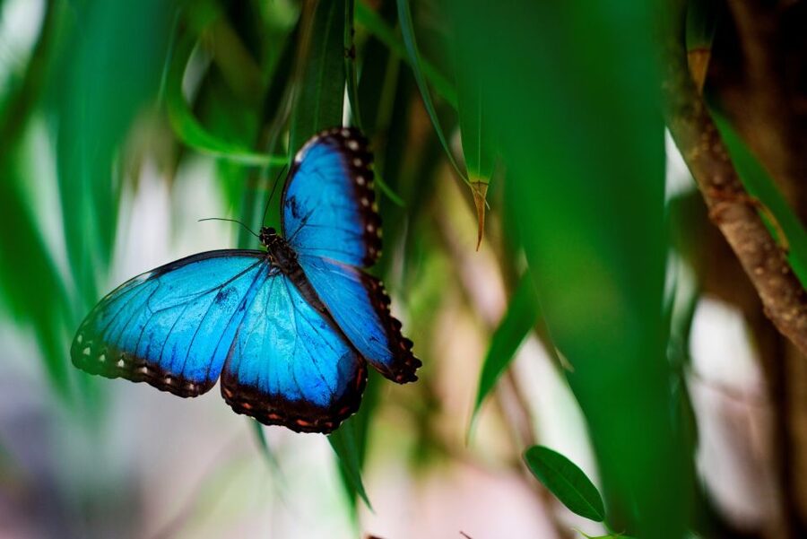 Prague: Papilonia Butterfly House - Duration and how to plan your time in Prague