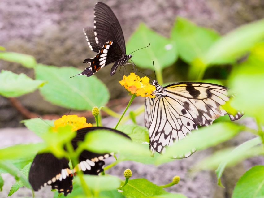 Prague: Papilonia Butterfly House - Price value: about $9 for a close, photo-friendly experience