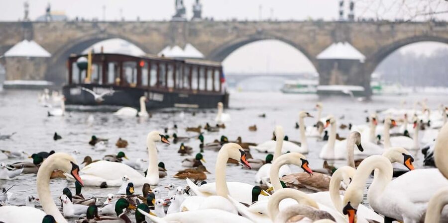 Prague: River Cruise, Charles Bridge Museum, & Walking Tour - Devils Channel river cruise: the views, the route, and the audio headsets