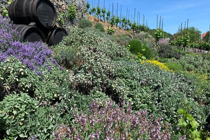 Prague´s Hidden Vineyards Private Tour - A Private Prague Wine Tour That Actually Feels Local
