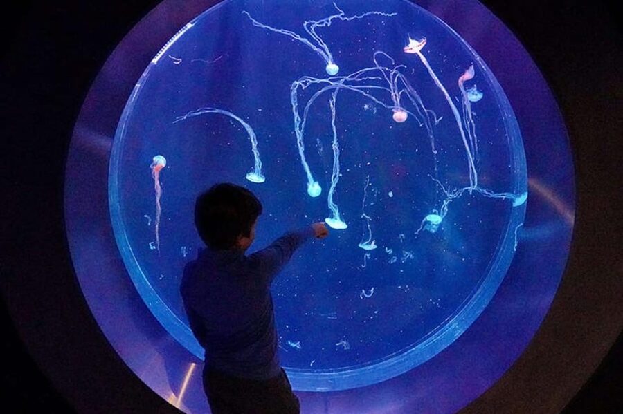 Prague: The World Of Jellyfish Entry Ticket w/ Drink - Key highlights to know before you go