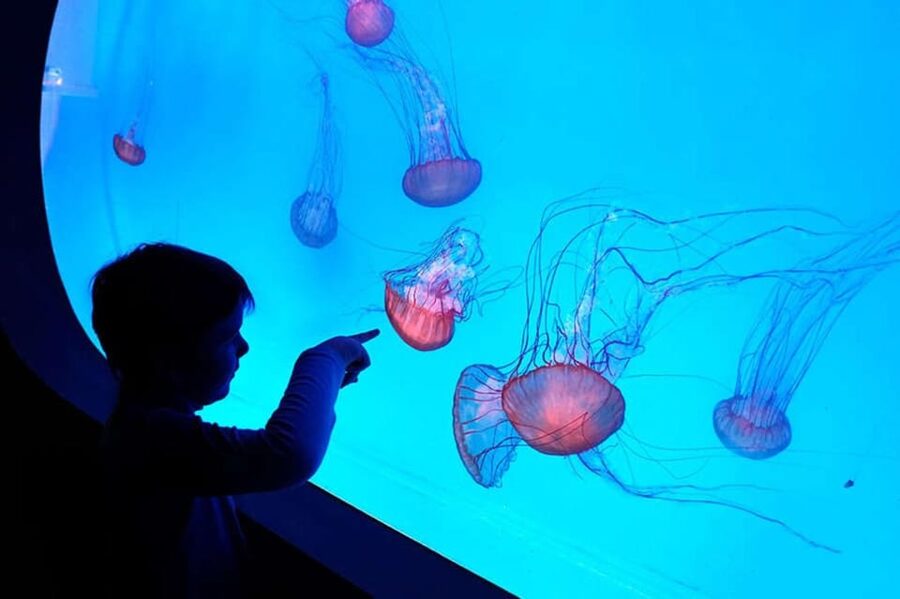 Prague: The World Of Jellyfish Entry Ticket w/ Drink - The World of Jellyfish on Arkady Pankrac’s roof: where to start