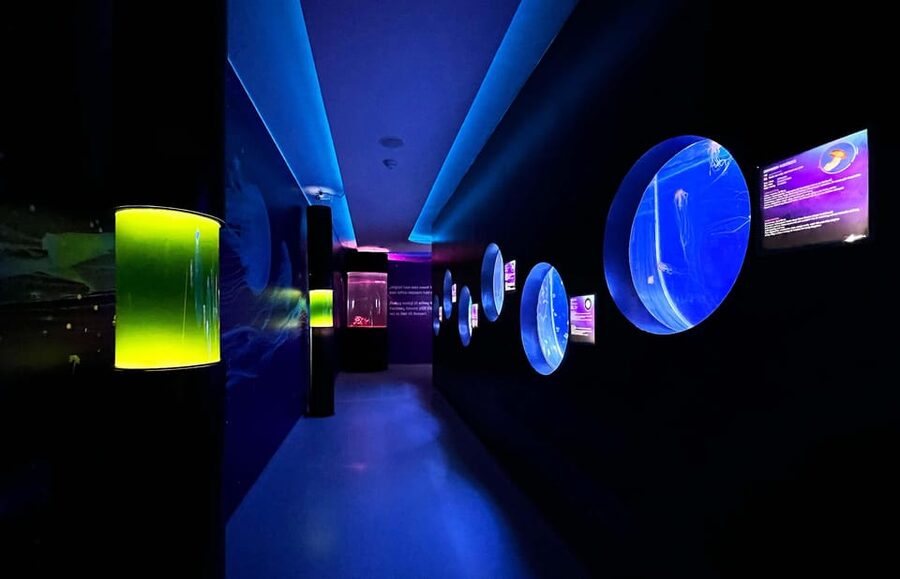Prague: The World Of Jellyfish Entry Ticket w/ Drink - Audiovisual effects and video mapping: the entertainment layer