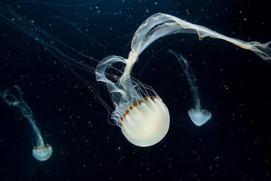 Prague: The World Of Jellyfish Entry Ticket w/ Drink - How to plan your visit in Prague without overthinking it