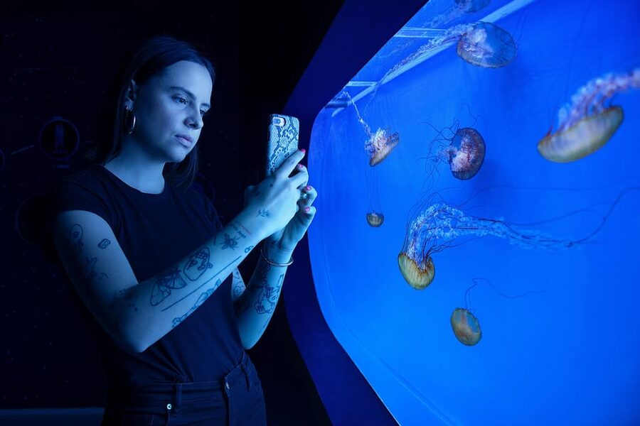 Prague: The World Of Jellyfish Entry Ticket w/ Drink - Should you book The World of Jellyfish in Prague?