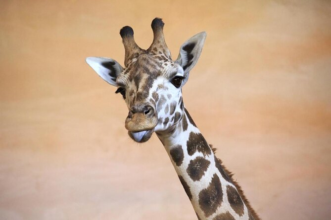 Prague Zoo Admission Ticket including Round Trip Transfer - Key Prague Zoo highlights that make this ticket worth it