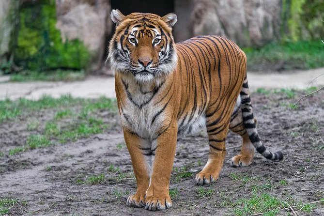 Prague Zoo Admission Ticket including Round Trip Transfer - How the day flows: a 3 to 8 hour zoo plan that still feels flexible