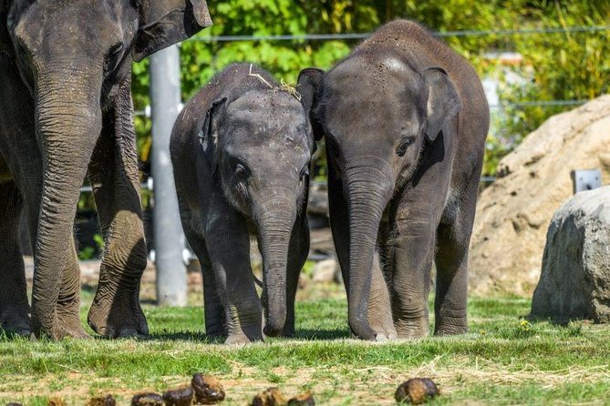 Prague Zoo Admission Ticket including Round Trip Transfer - Hotel pickup and private transfer: the real time saver
