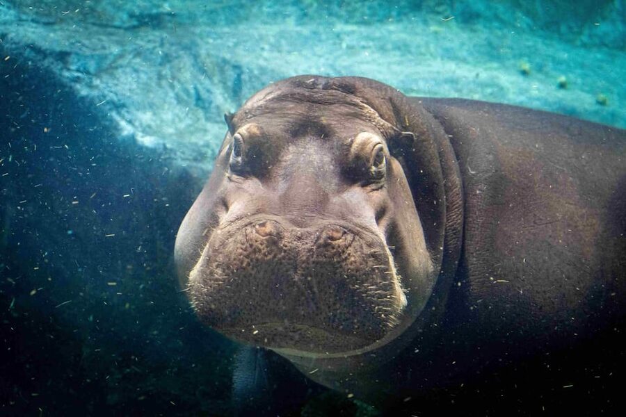 Prague Zoo: Skip-the-Line Entry Ticket - Key things to know before you go