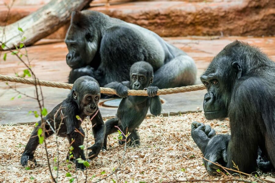 Prague Zoo: Skip-the-Line Entry Ticket - Skip-the-line Entry: what it actually changes for your day