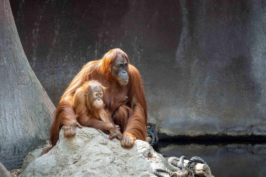Prague Zoo: Skip-the-Line Entry Ticket - How to plan your route so you do not miss the best highlights