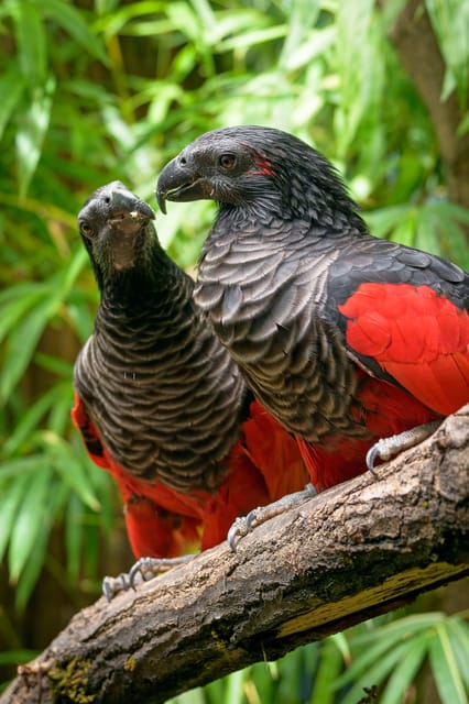 Prague Zoo: Skip-the-Line Entry Ticket - December details for food gifts and early closures