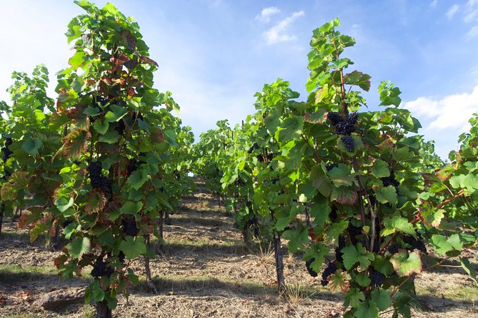 Wine Tasting Day Trip from Prague to Melnik - Getting there from Prague: 8 hours with a real morning start